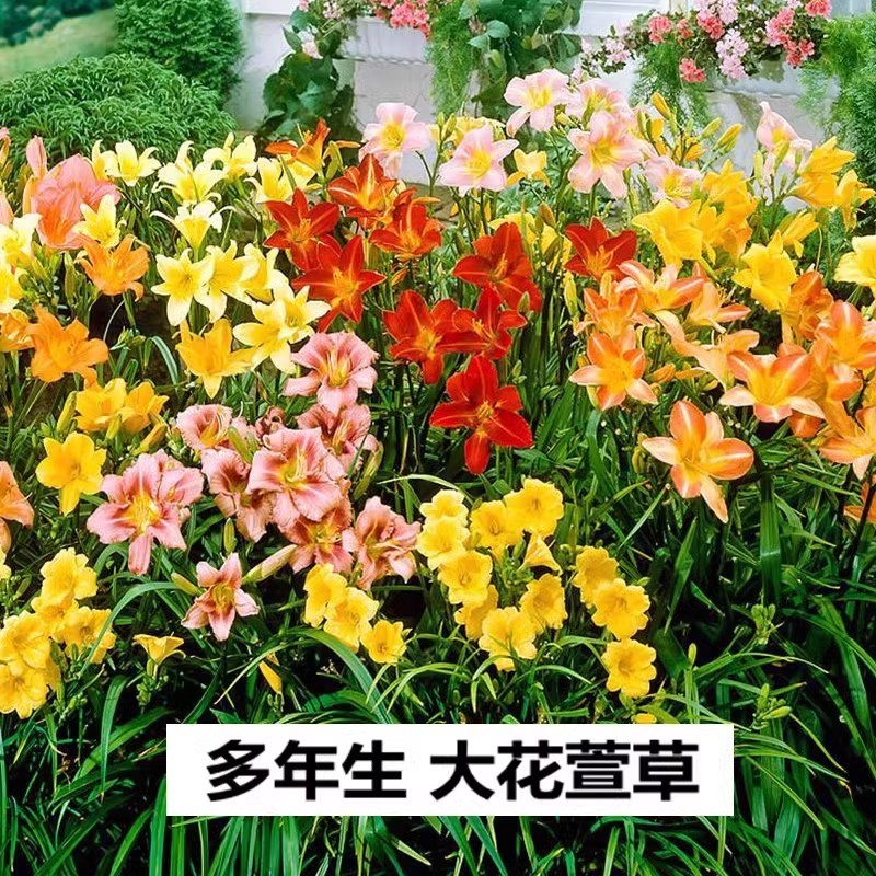 日本进口大花萱草忘忧草宿根金娃图片