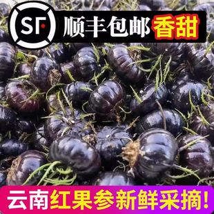 2025云南红果参新鲜现摘大果当季 稀有水果蜘蛛算盘果山野可选顺丰