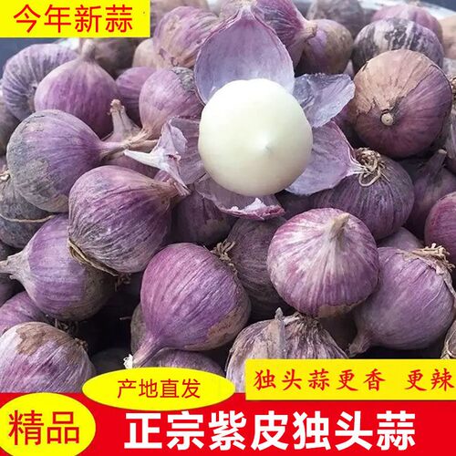 云南紫皮独头蒜大蒜头红紫皮蒜5农家蔬菜现挖云南辛辣香独蒜整箱