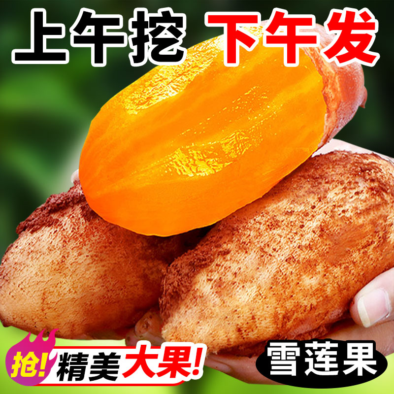 清甜脆爽雪莲果云南天山新鲜水果当季现挖脆甜红心黄心水果9斤
