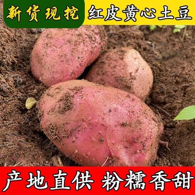 云南新鲜现挖红皮黄心粉糯土豆