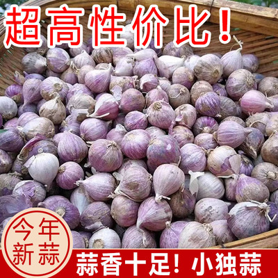 2026云南农家紫皮独头蒜红皮鲜蒜独蒜新大蒜蔬菜非老品种蒜头