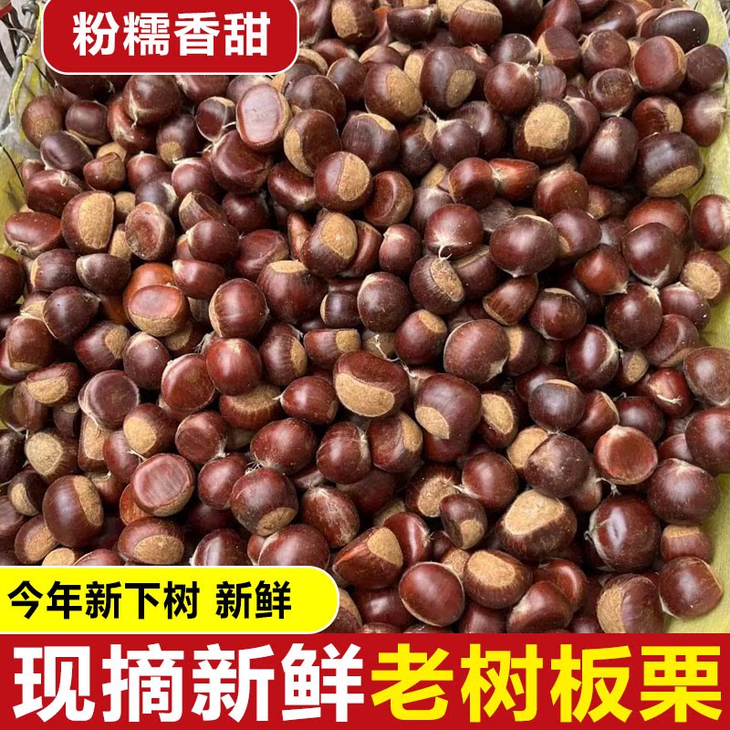 现货5斤新鲜生板栗2025板栗子现摘生栗云南板栗野生板栗大果栗子
