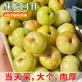 崩坎油甘果新鲜甜种油甘柿饼甜油甘牛甘榨汁余甘果玉油柑农家水果