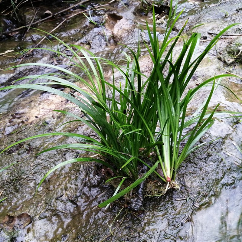 买1送3石菖蒲m附石菖蒲草室内水培养龟鱼缸盆景植物土栽绿植
