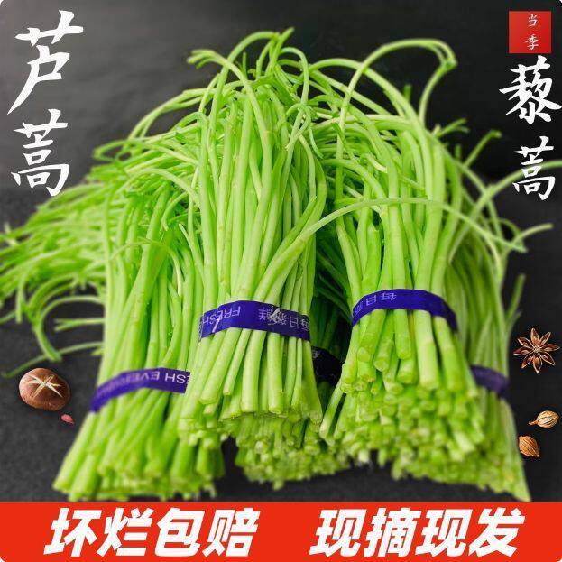 当季芦蒿新鲜篱蒿3斤时令净菜黎蒿新鲜蔬菜野菜藜蒿鲜嫩泥蒿茼蒿