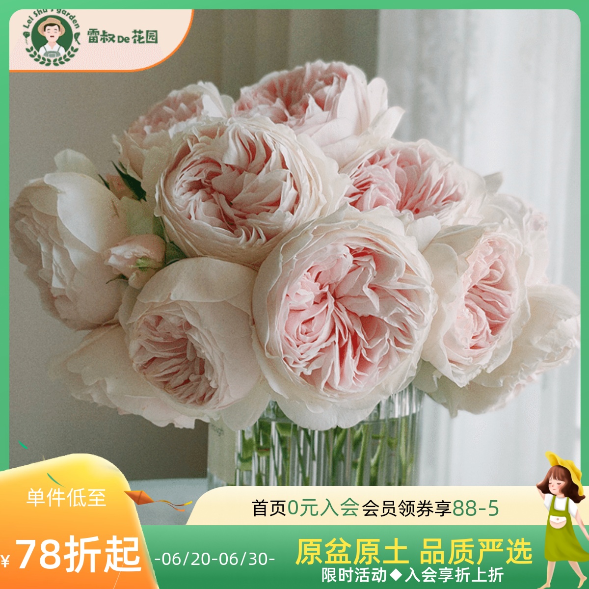 雷叔的花园克里斯蒂娜公爵夫人尘世天使月季花苗盆栽丰花抗病浓香