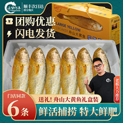 舟山大黄鱼礼盒海鲜黄花鱼新鲜冷冻鲜活水产节假日过节送领导送礼