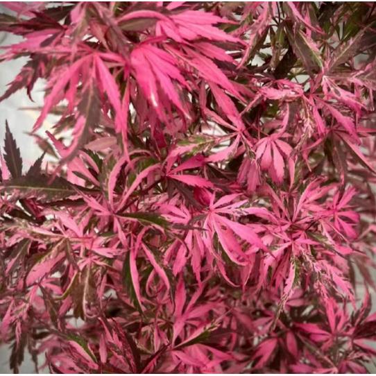 欧洲新品 歌舞狂欢 锦叶品种 阳台盆栽 花园地栽绿植枫树