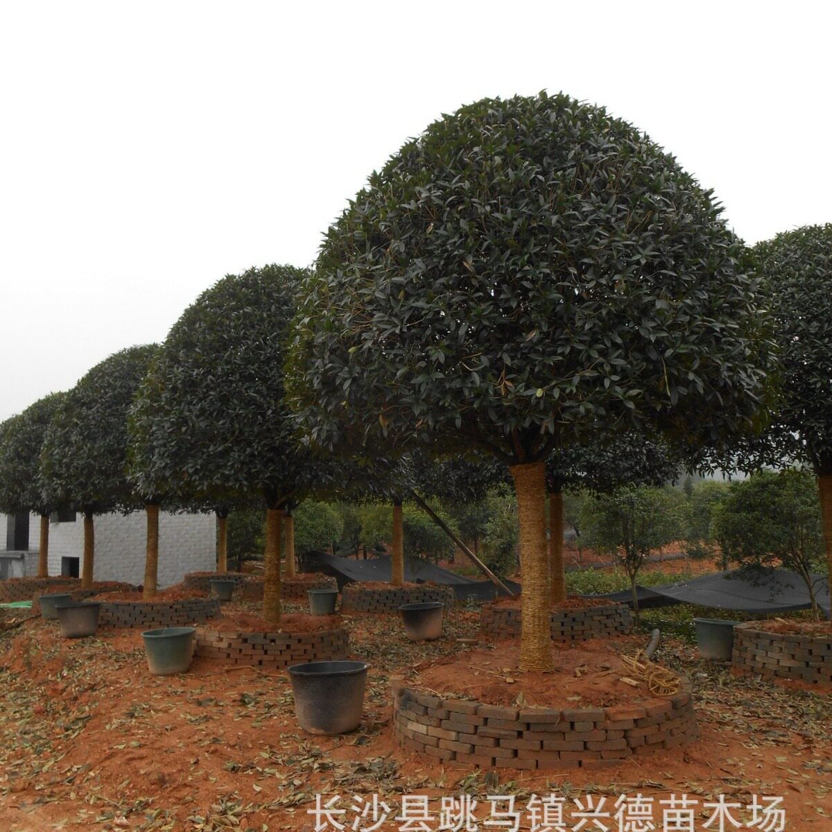 批发桂花湖南8-10公分丹桂八月金桂花四季桂园林绿化苗木
