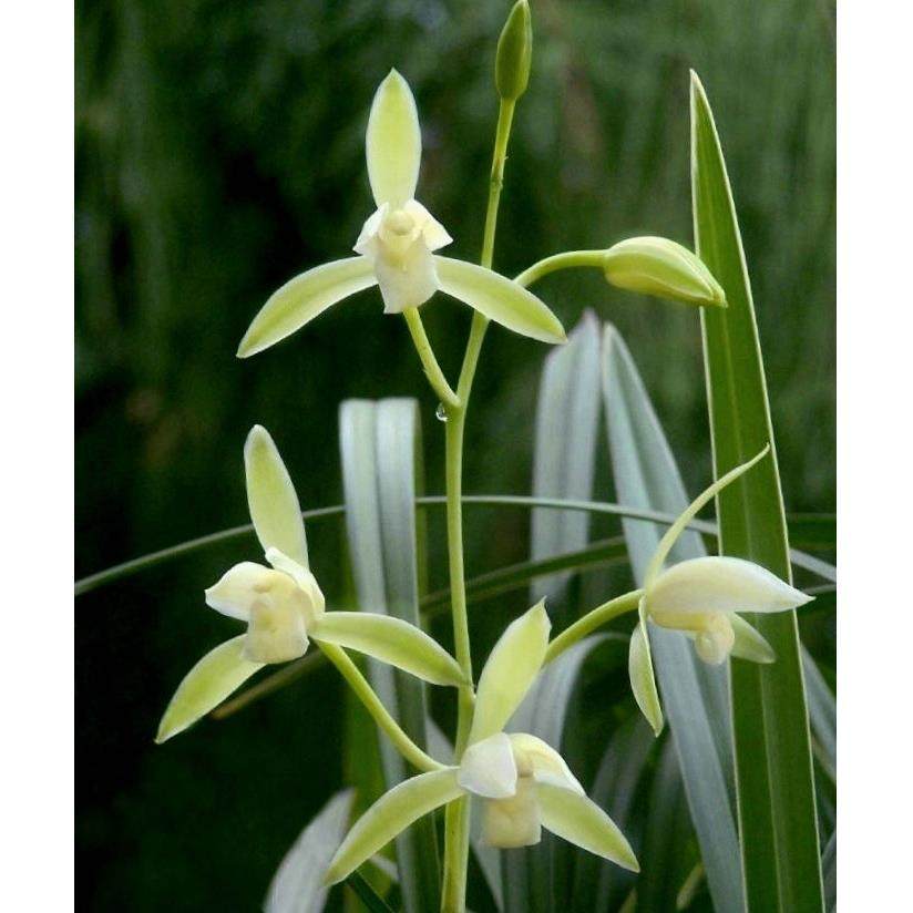 无花浓香正宗素心银边大贡 古时贡品香味霸道清冽 四季兰花