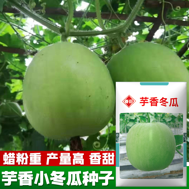 水果冬瓜种子粉皮小冬瓜种籽芋香冬瓜种籽春夏季庭院阳台蔬菜种子