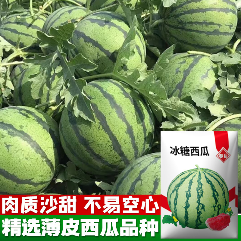 8424麒麟少籽西瓜种子特大高产南方春季甜王蔬菜水果种子冰糖西瓜