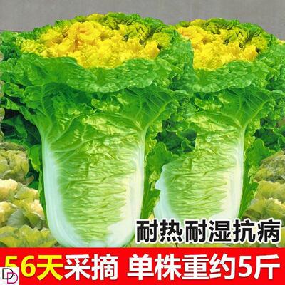 北京小杂56早熟黄心大白菜种籽包