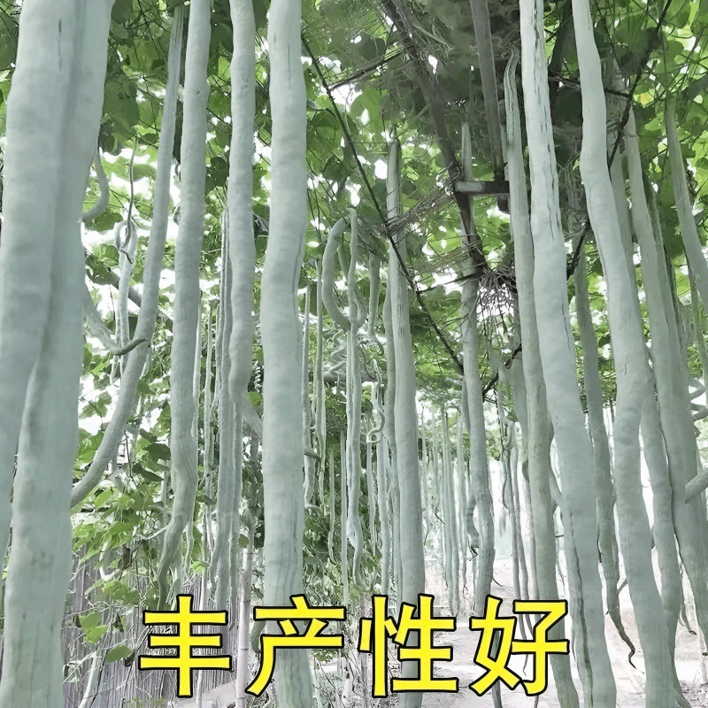 【易生长蛇豆种子】蛇瓜种子蛇形长豆角夏播种子地栽蔬菜非种球