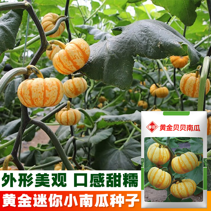 正宗黄金贝贝南瓜种子春秋季高产小南瓜软糯板栗香甜四季蔬菜种籽