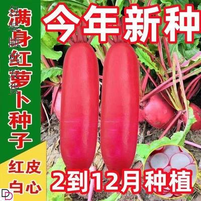 老不糠501水萝卜种子春秋四季农