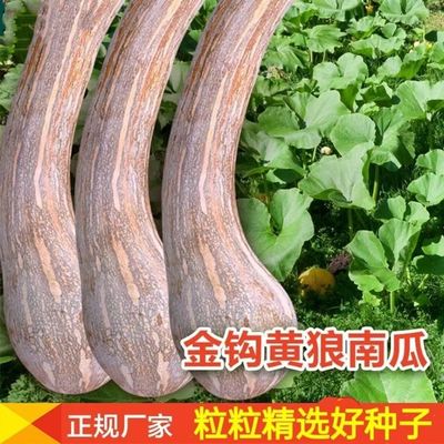 金钩南瓜品种大全南瓜种子长款高产超甜粉糯南瓜籽