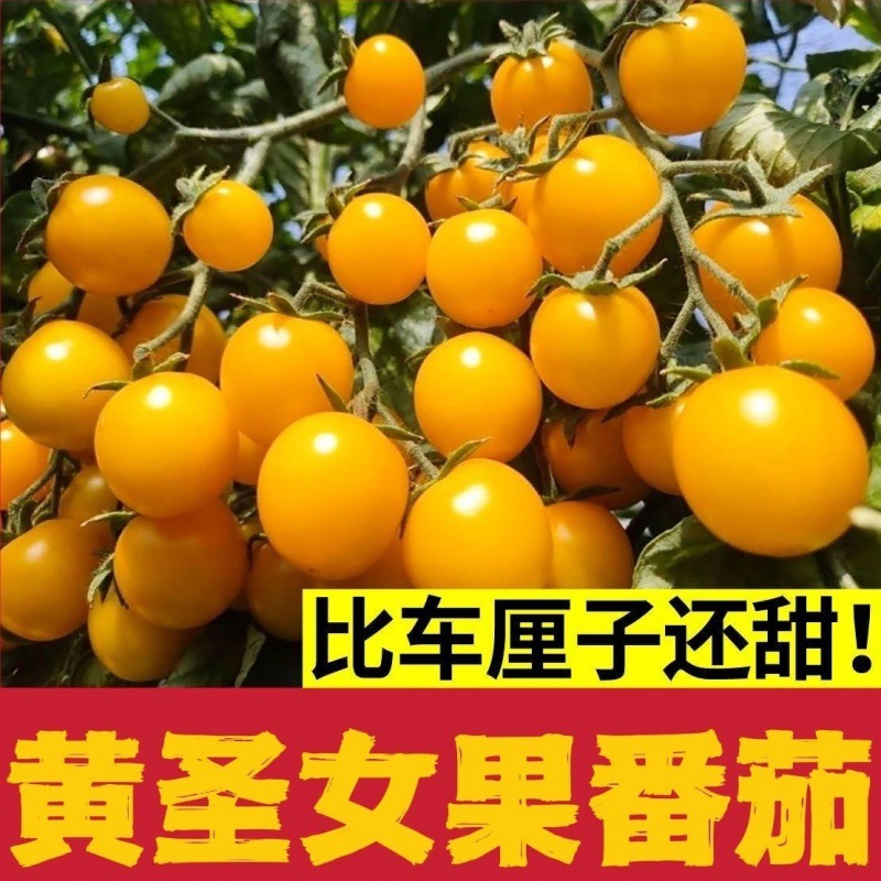 小番茄种子日本超甜小柿子籽黄色圆形圣女果小番茄种孑金日阳光