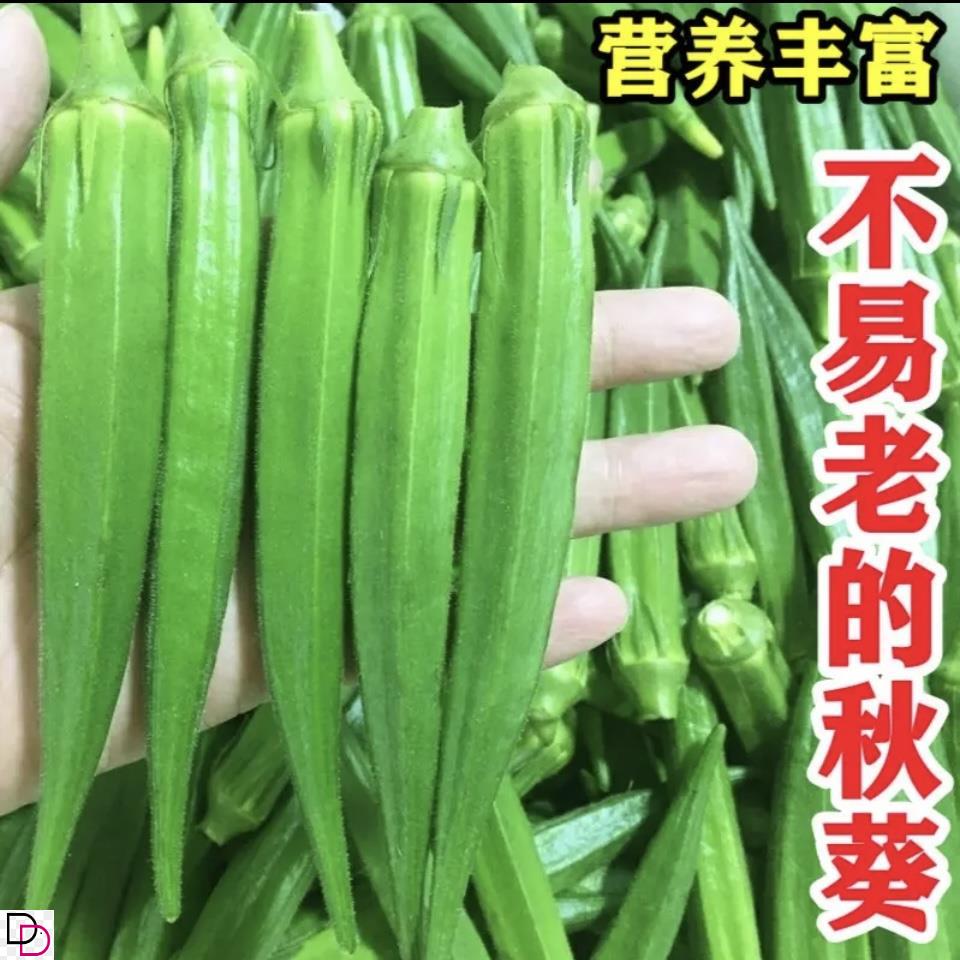 【水果秋葵种子】不易老高产绿籽