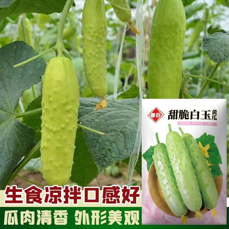 水果黄瓜种子高产南北方生吃白玉黄瓜春秋季菜园阳台四季蔬菜种子