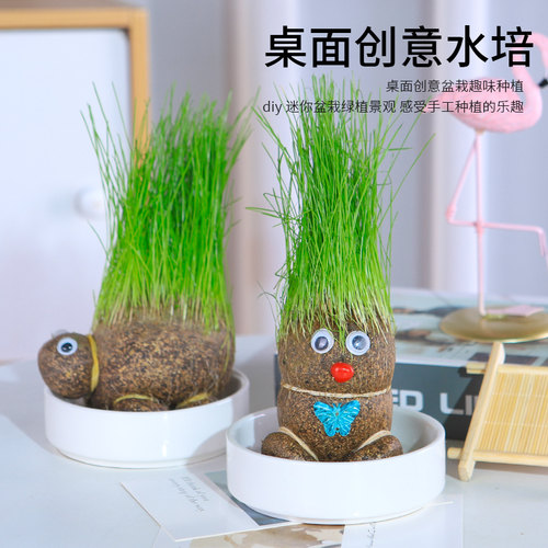 草头娃上长人小盆栽种植物