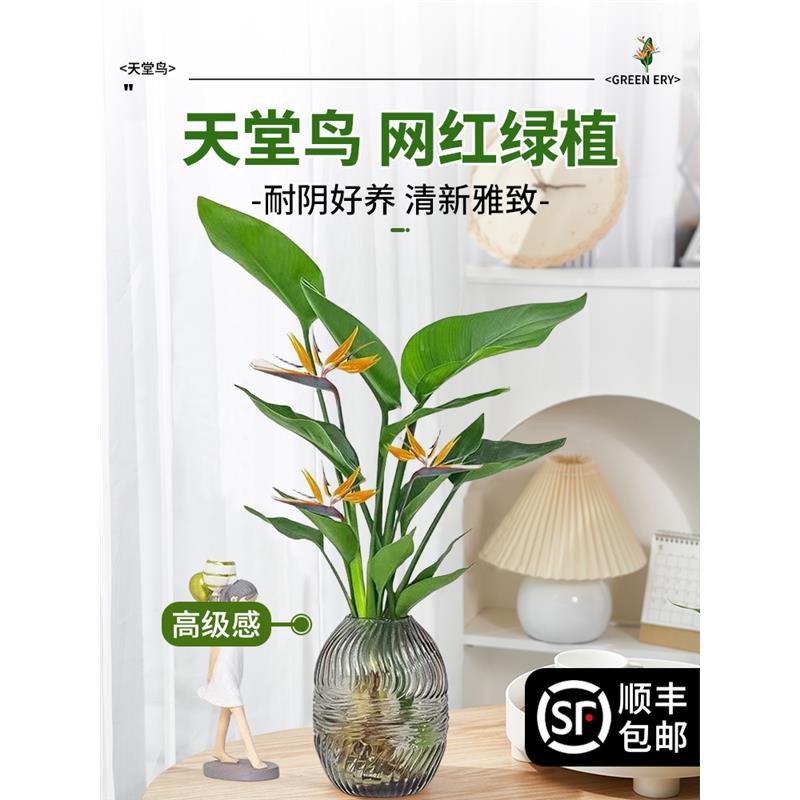 天堂鸟盆栽花卉植物室内易