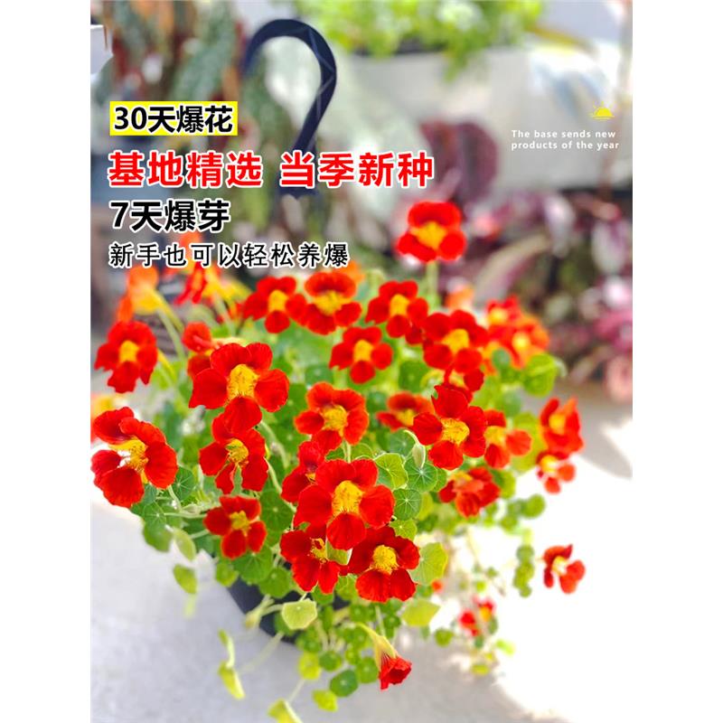 旱金莲种子荷花籽垂吊爬藤