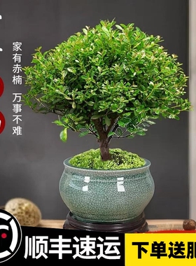 小叶赤楠老桩盆景苗植物花卉微景观水培办公室内好养四季常青盆栽