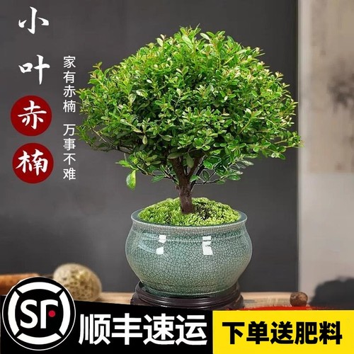 小叶赤楠老桩盆景苗植物花