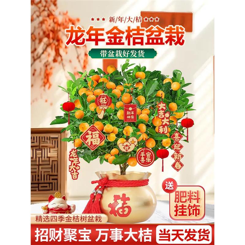 四季金桔树苗盆栽带果可食用新年室内橘子果树绿植沙砂糖桔树果苗
