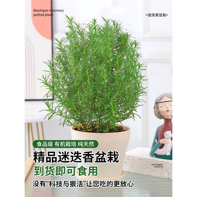 迷迭香苗盆栽可食用驱蚊植
