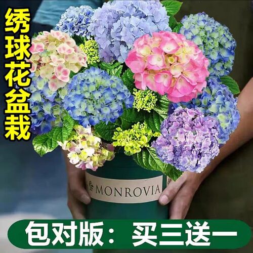 无尽夏绣球花苗盆栽带苞四