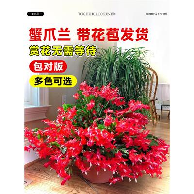 多色蟹爪兰花苗盆栽带苞四