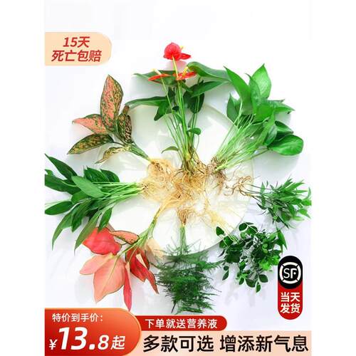 花卉盆栽水培植物室内绿四
