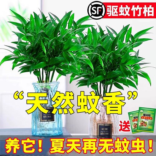 驱蚊竹柏水培植物室内养绿