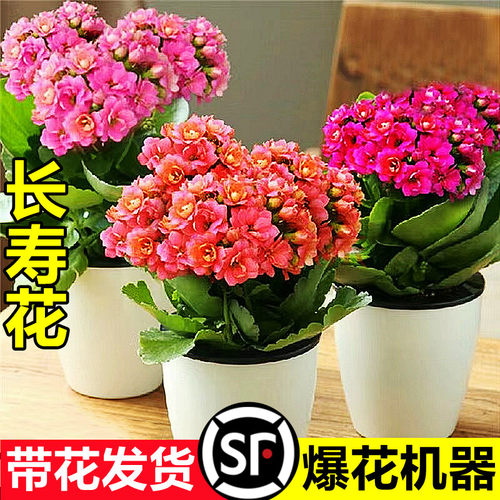 长寿花盆栽重瓣金狐狸大带