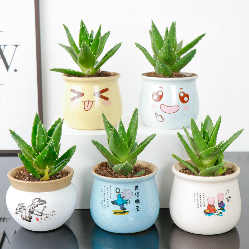 芦荟盆栽不夜城小榕树阳台