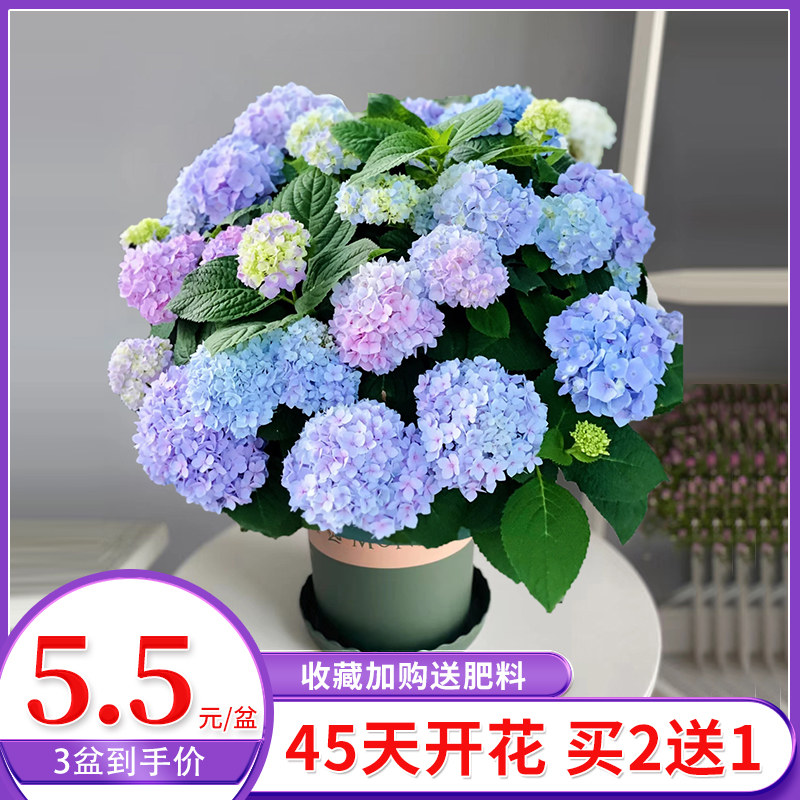绣球花苗盆栽带四季开室内