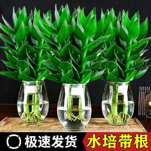 观音竹富贵水培植物带根花