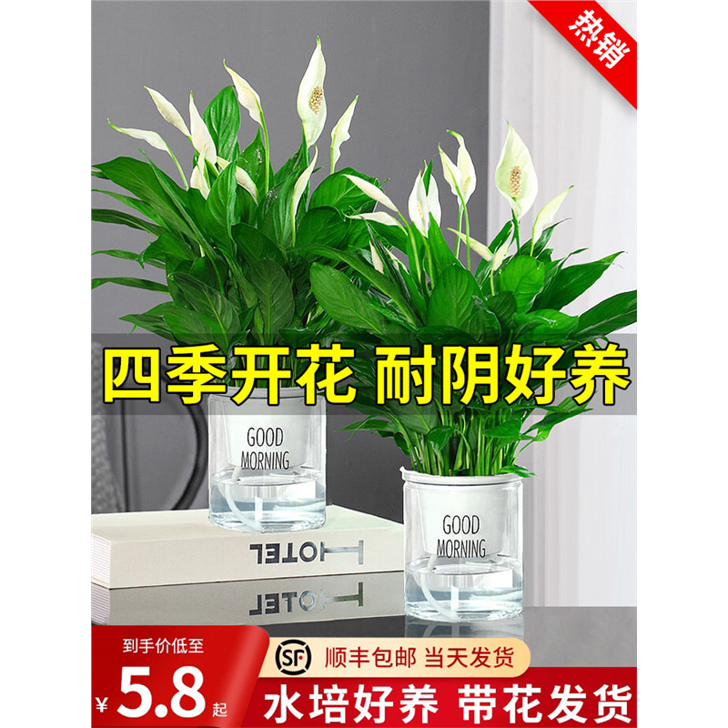 一帆风顺白掌盆栽绿植水培