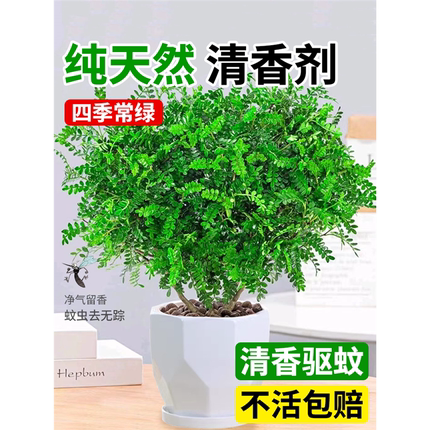 正宗清香胡椒木盆栽花卉室内外驱蚊草植物树苗老桩盆景九里香绿植