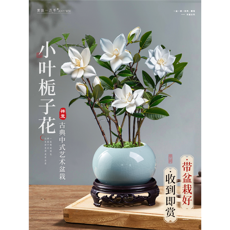 小叶栀子花盆栽开花植物室内桌面茶几好养花卉绿植办公室净化空气