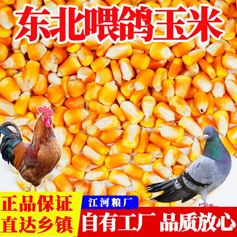 玉米粒喂鸡农民新饲料鸭