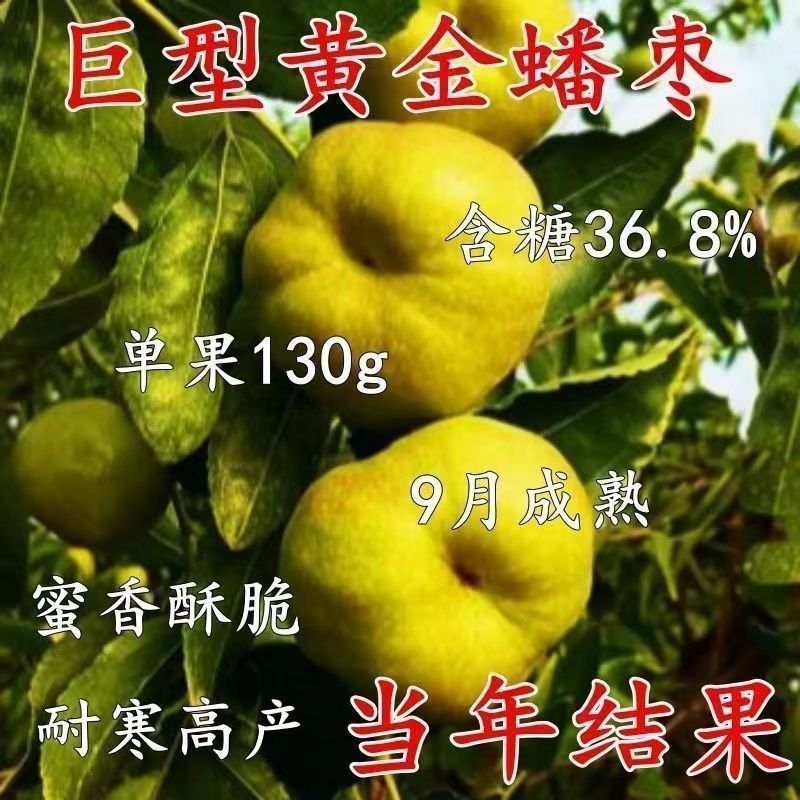 巨型黄金蟠枣树苗盆栽地