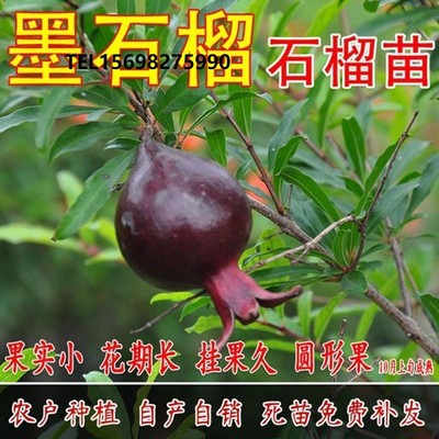 果树苗墨石榴苗蒙自石榴树苗软籽石榴南北方种植盆栽地栽当年结果
