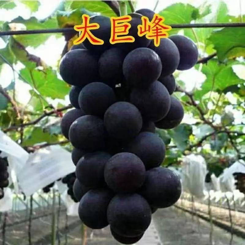 巨峰葡萄树苗果树苗阳光玫瑰南方种植庭院耐寒爬藤盆栽大苗葡萄树