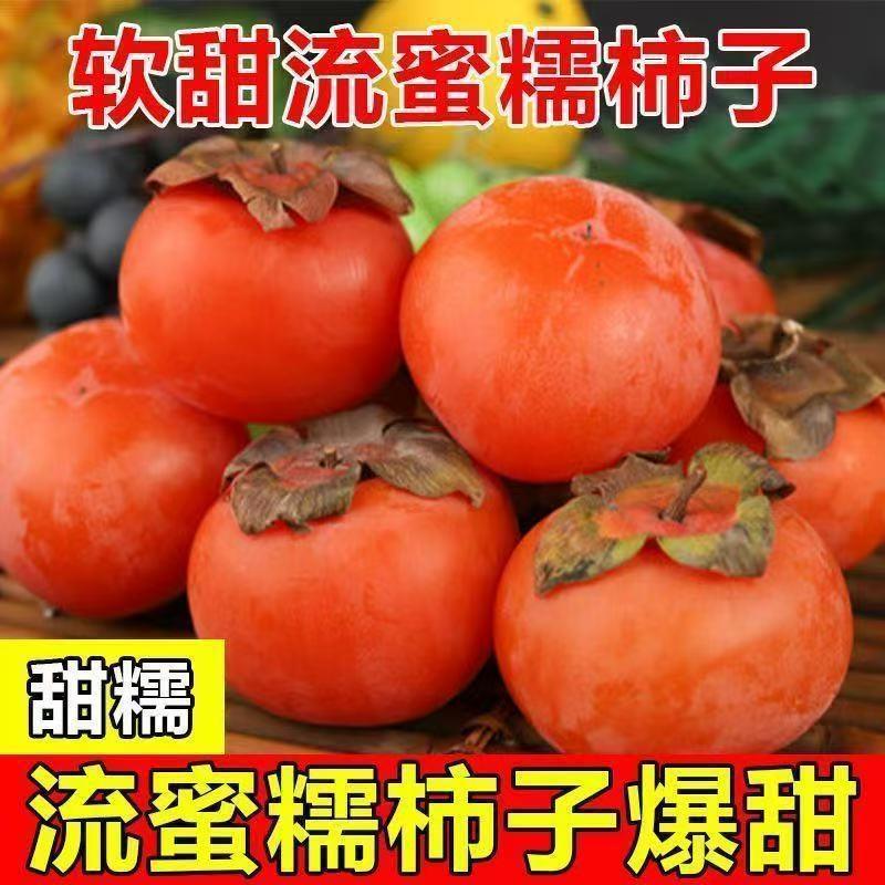 柿子苗树地栽盆嫁接脆甜无