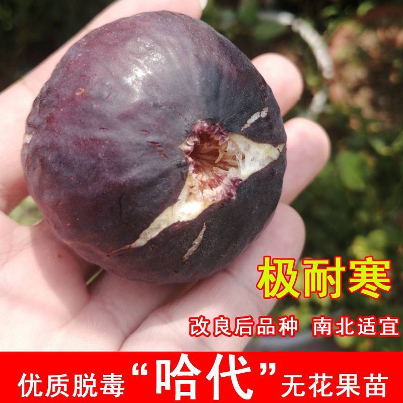 抗寒哈代无花果树苗耐寒紫果糖心无花果苗北南方盆栽地栽当年结果