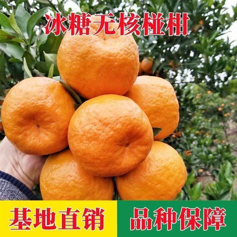 特大冰糖无核碰柑树苗嫁接